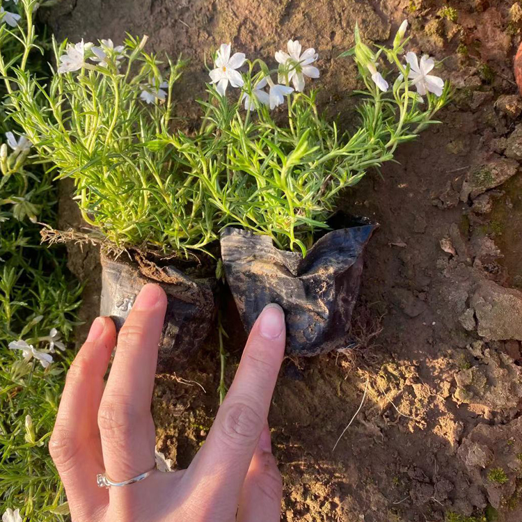 中嘉花卉观赏用芝樱苗报价 观赏用芝樱苗观赏价值高
