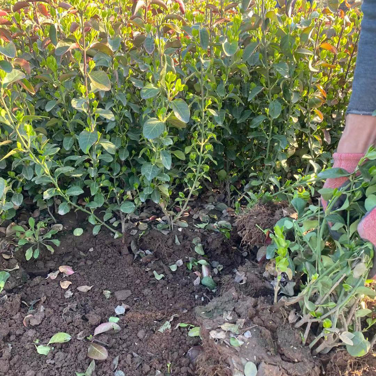 卫矛苗出售 青州种植基地卫矛苗大量批发