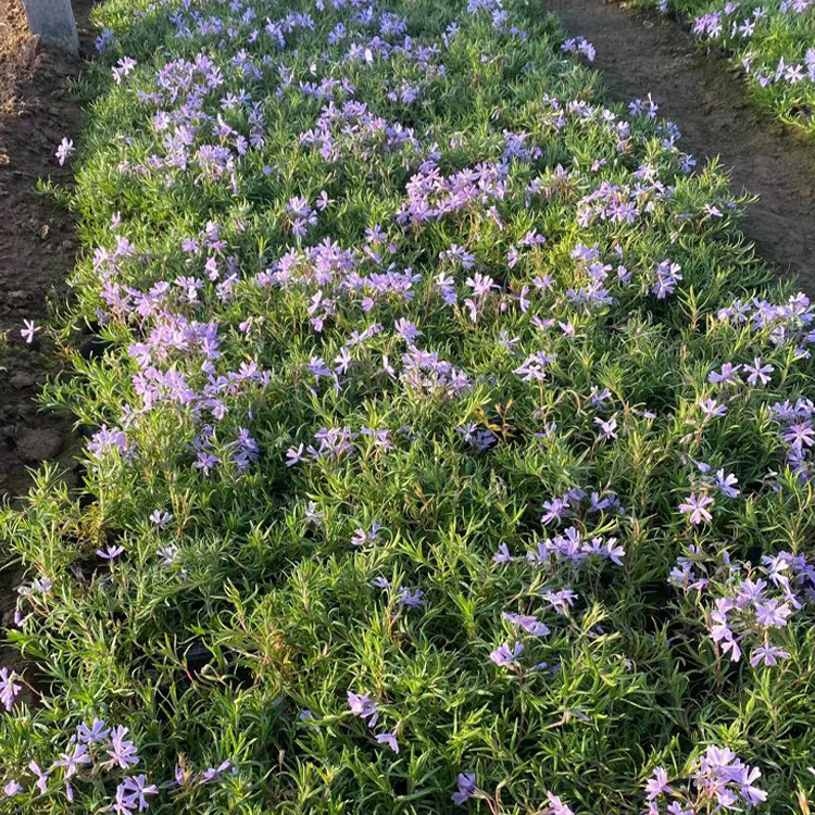 芝樱苗 青州花卉芝樱苗出售 苗圃出售