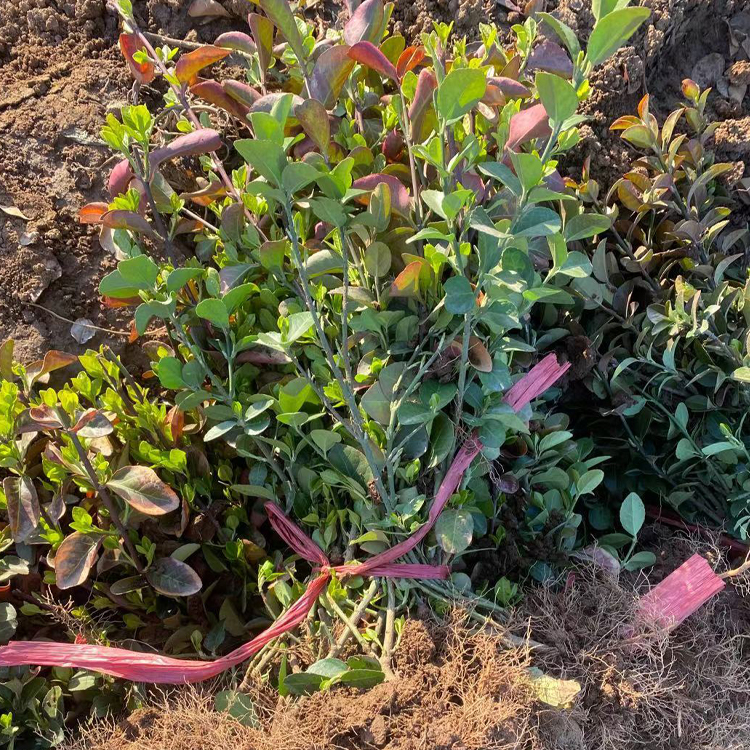卫矛小苗批发报价 中嘉种植基地卫矛小苗绿化植被