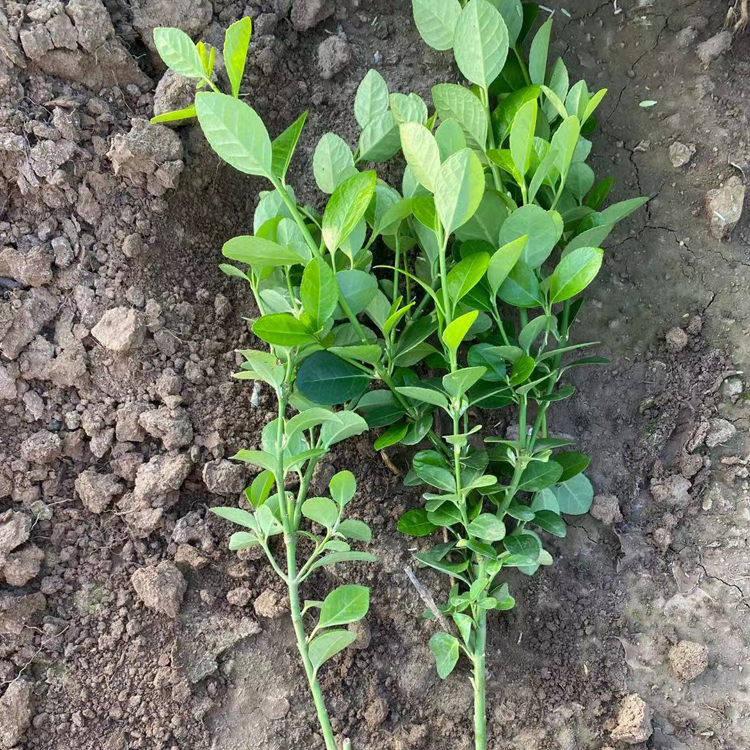 青州花卉卫矛小苗行情 卫矛小苗价格优惠