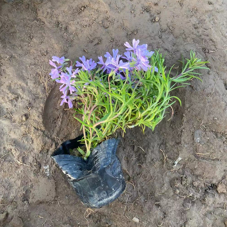 芝樱 中嘉花卉芝樱批发商 观赏价值高