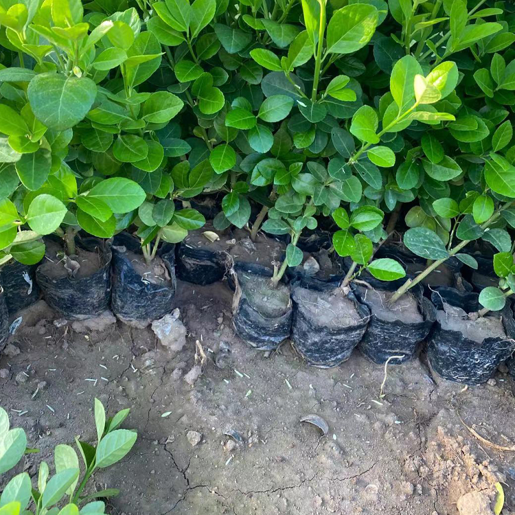 绿化用的卫矛苗 青州花卉绿化用的卫矛苗种植 绿化植被