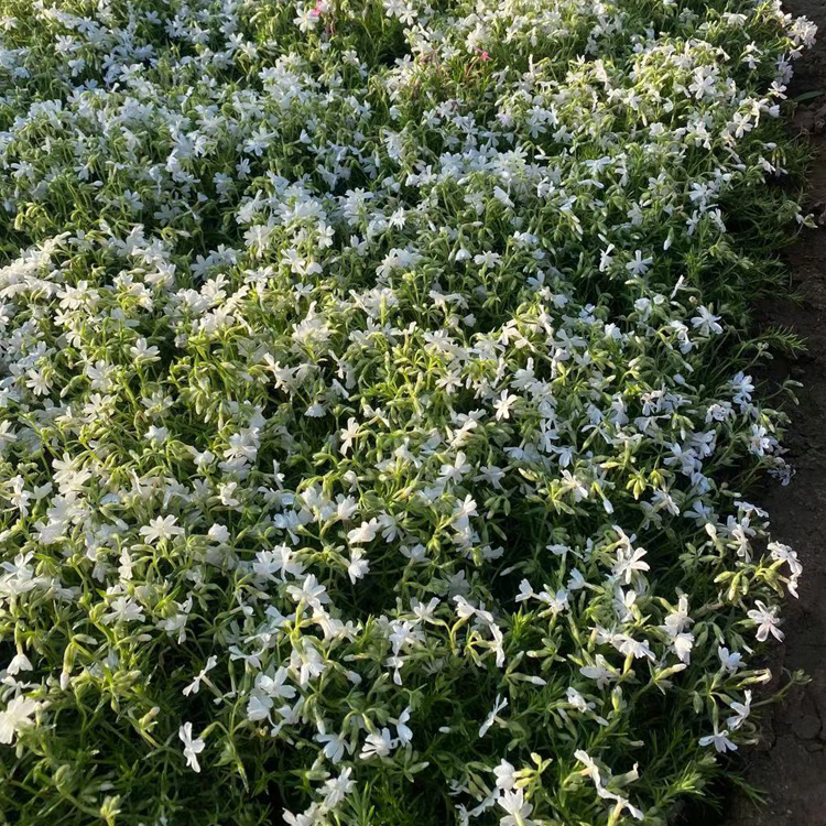 中嘉种植基地丛生禄福考小苗种植 丛生禄福考小苗大量批发