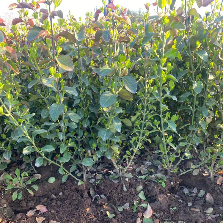 卫矛小苗种植 青州花卉卫矛小苗量大从优