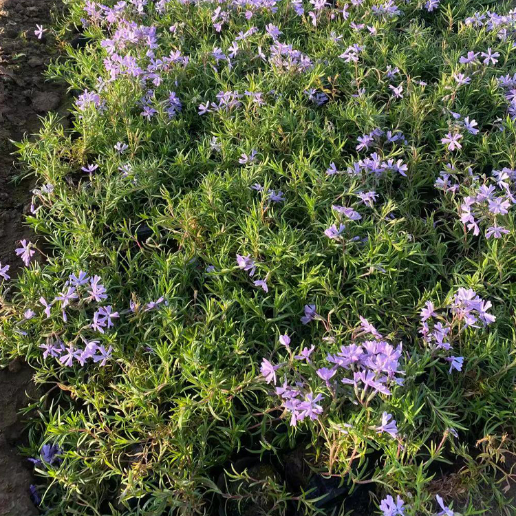 开花丛生福禄考行情 青州种植基地开花丛生福禄考大量批发