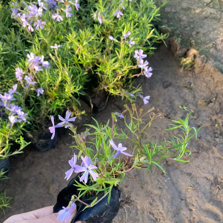 中嘉种植基地丛生福禄考小苗行情 丛生福禄考小苗大量批发