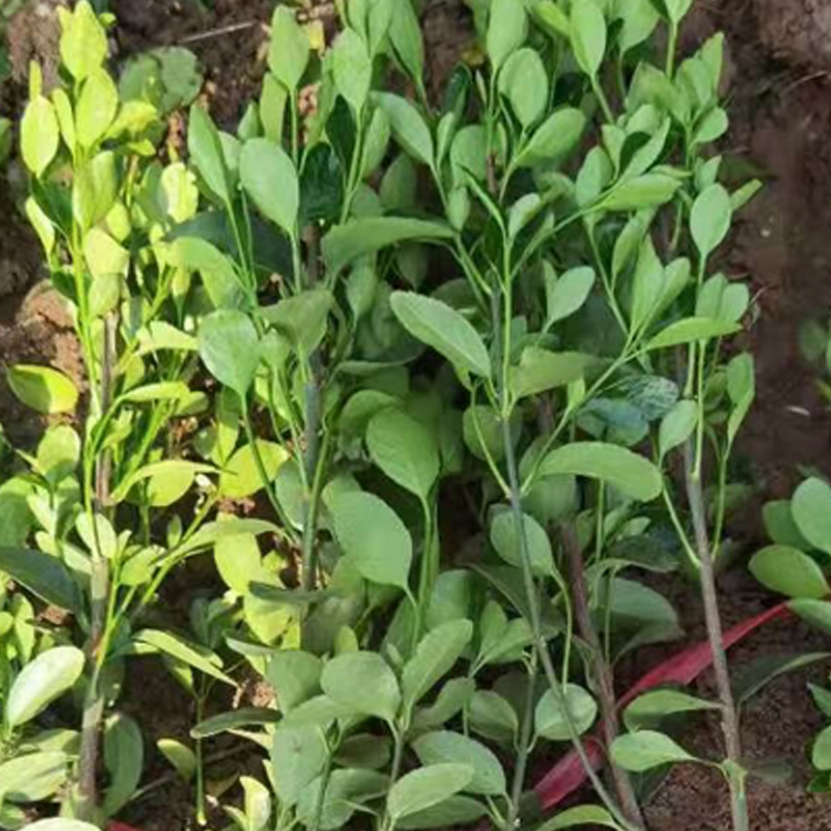 绿化用大叶黄杨 中嘉种植基地绿化用大叶黄杨报价 质优价廉