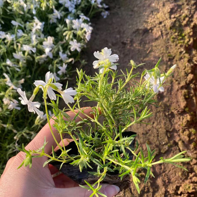 开花丛生福禄考出售 青州花卉开花丛生福禄考观赏价值高