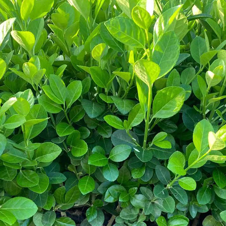绿化用的卫矛苗 青州花卉绿化用的卫矛苗种植 绿化植被