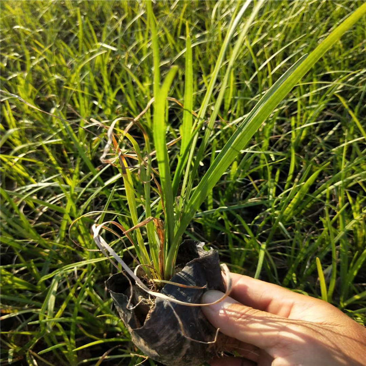 卓彩麦冬  细叶麦冬  园林丹麦草批发