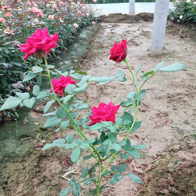 临沂大花月季   品种月季  丰花月季