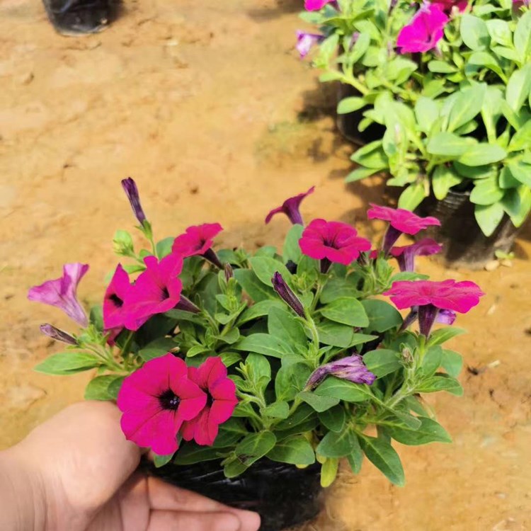 四川牵牛花   玫红矮牵牛  矮牵牛苗子批发  价格合理