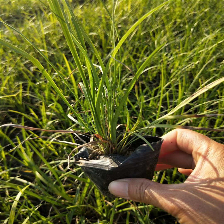 淄博麦冬小苗  麦冬  细叶麦冬基地