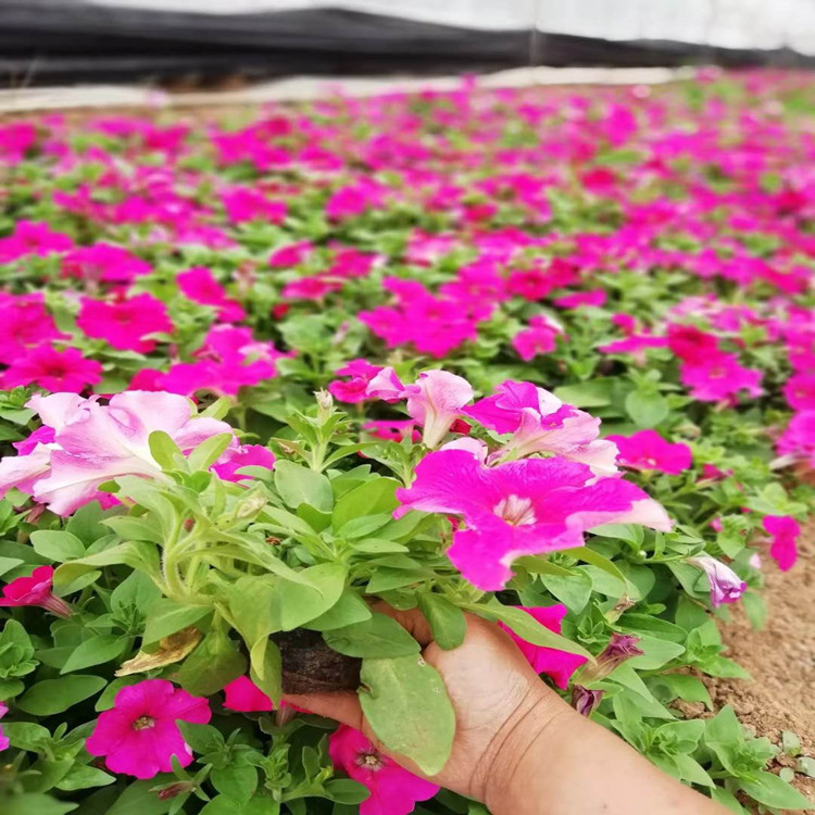 河南牵牛花   玫红矮牵牛  矮牵牛苗子订购 来电咨询
