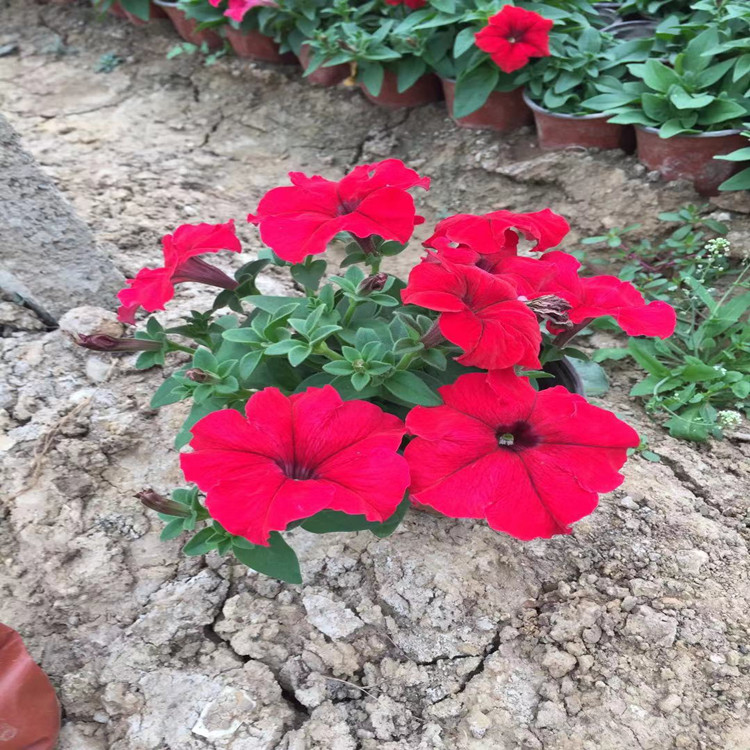 卓彩矮牵牛  牵牛花   矮牵牛花定制 等你来购