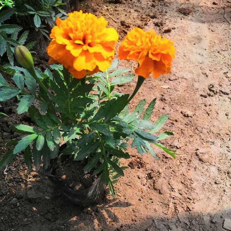 孔雀草   双色盆孔雀草  盆栽孔雀草批发