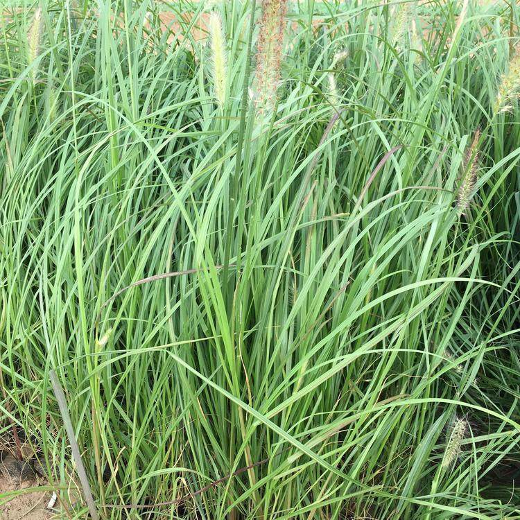 苗圃供应 细叶芒 地被草花  细叶芒价格