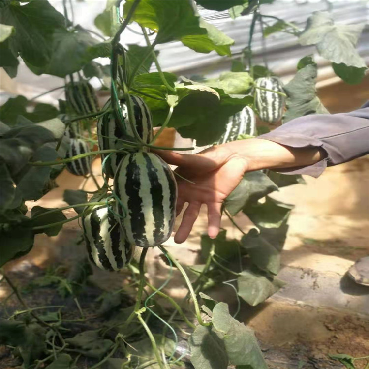 潍坊温室种植甜瓜种苗    甜瓜种苗硬度高耐储运