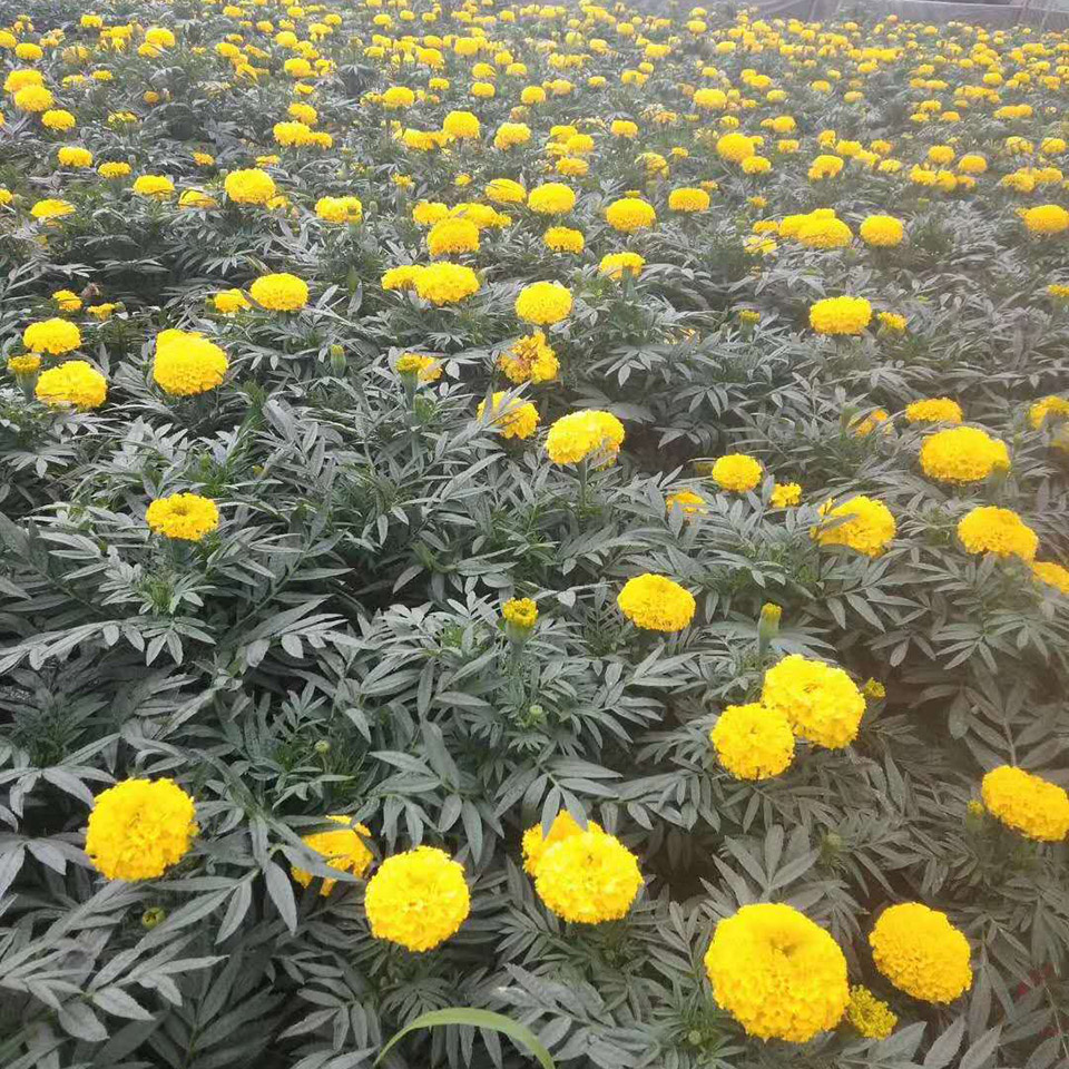 苗圃现挖万寿菊 万寿菊供货商 好苗预定中