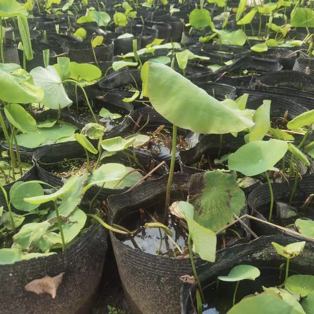 立即询价 联系企业 青州安艺荷花小苗价格莲花批发基地价格莲花批发基地价格 荷花作为中国十大名花之一 花朵大颜色艳 清香远溢 凌波翠盖 适应能力好 荷花是皇宫苑囿和自家庭园的珍贵水生花卉 在今天的现代风景园林中应用范围大 既可遍植湖泊池塘 立即询价 联系企业 青州安艺荷花小苗价格莲花批发基地价格莲花批发基地价格 荷花作为中国十大名花之一 花朵大颜色艳 清香远溢 凌波翠盖 适应能力好 荷花是皇宫苑囿和自家庭园的珍贵水生花卉 在今天的现代风景园林中应用范围大 既可遍植湖泊池塘