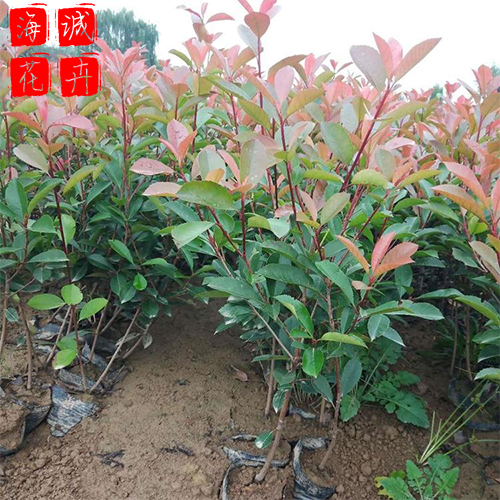 红叶石楠绿化设计 绿化苗木时令草花