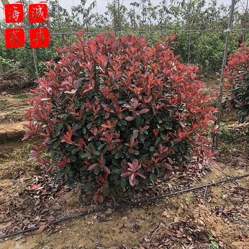 青州红叶石楠基地种植基地  园林绿化草花批发