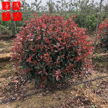 青州红叶石楠基地种植基地  园林绿化草花批发