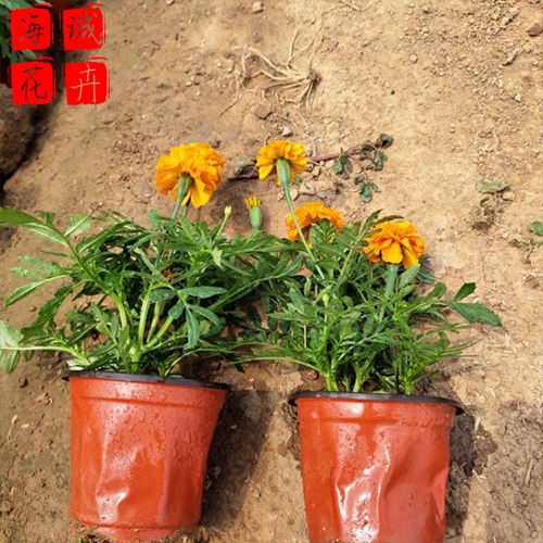 地栽孔雀草种植基地  园林绿化草花批发