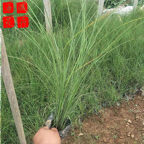 小区绿化细叶芒 海诚花卉细叶芒批发  宿根草花细叶芒基地