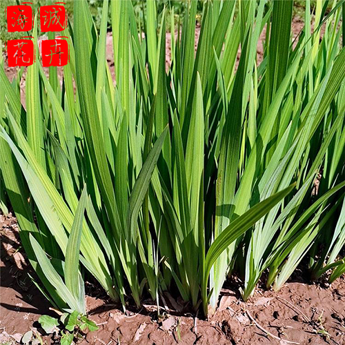 老鸢尾种植基地  园林绿化草花批发