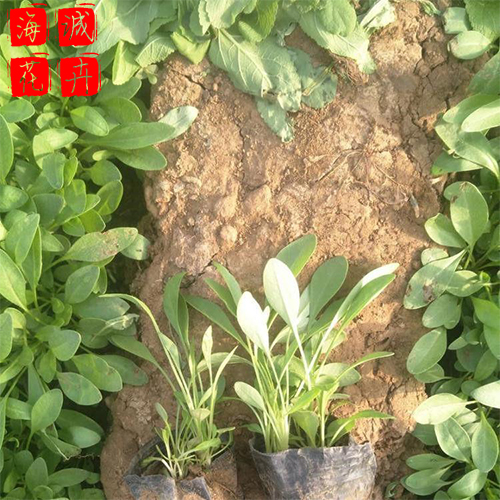 菏泽黑心菊种植基地  园林绿化时令花卉批发