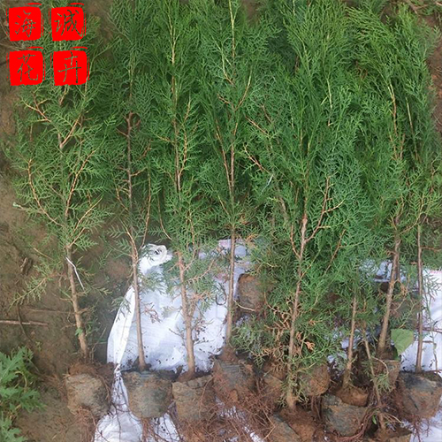 青州侧柏苗批发价格 苗木草花侧柏苗种植基地