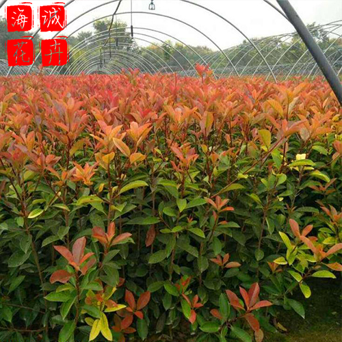绿化带红叶石楠种植基地  园林绿化草花批发