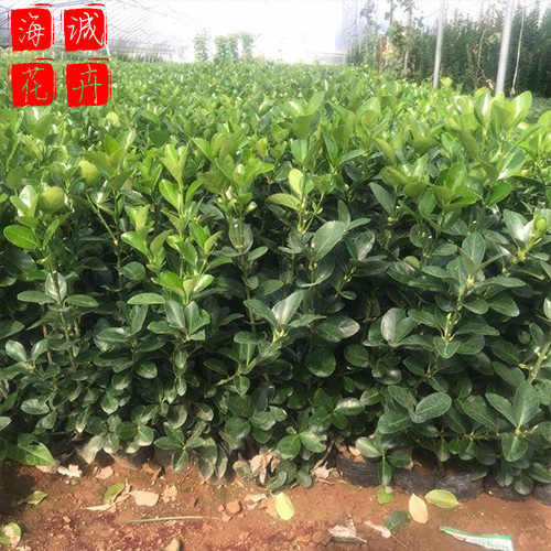 大叶黄杨绿化苗种植基地  园林绿化草花批发
