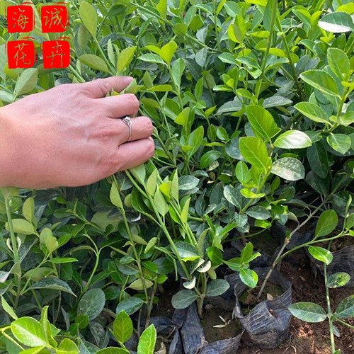 观赏扶芳藤种植基地  园林绿化草花批发