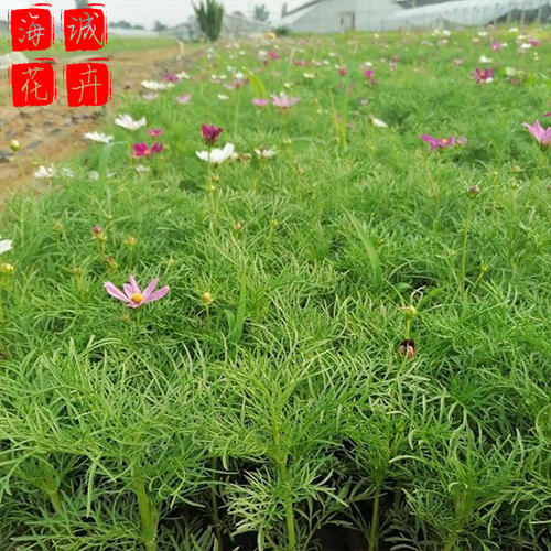 波斯菊供应 波斯菊批发  宿根草花波斯菊