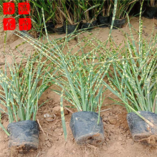 斑叶芒种植基地 斑叶芒批发  宿根草花斑叶芒海诚花