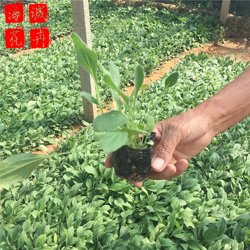 德州黑心菊种植基地  园林绿化时令花卉批发