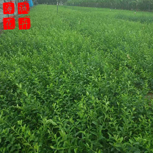 扶芳藤供应种植基地  园林绿化草花批发