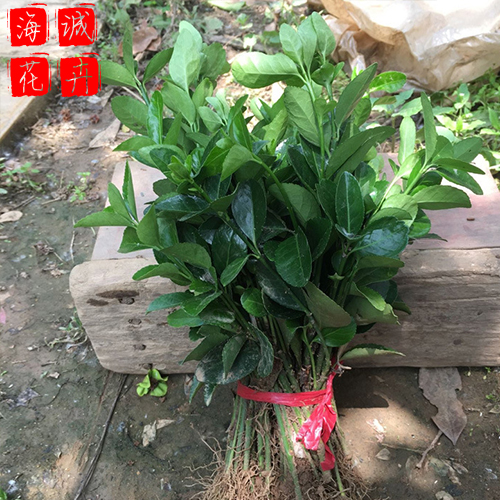 冬青供应种植基地  园林绿化草花批发
