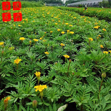 孔雀草小苗种植基地  园林绿化草花批发