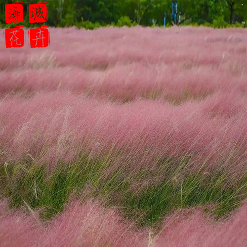 粉黛乱子草价格种植基地  园林绿化草花批发