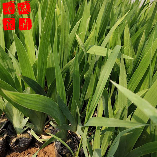 水生鸢尾批发价格 绿化苗木时令草花