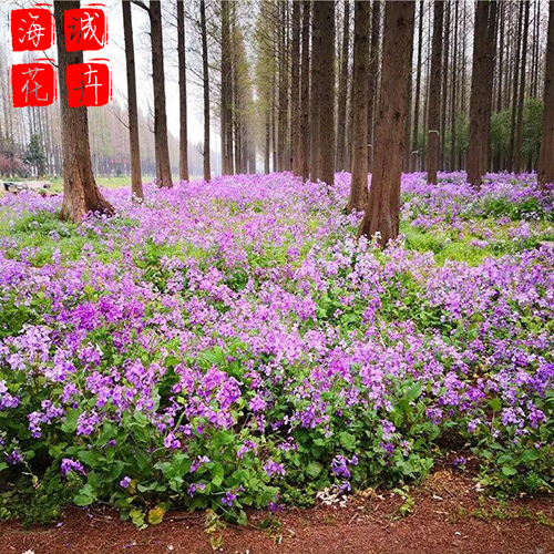二月兰花海设计 绿化宿根时令草花