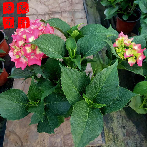 青州绣球批发价格 苗木草花绣球种植基地