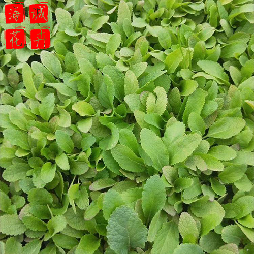 鼠尾草 海诚花卉鼠尾草批发  宿根草花鼠尾草基地