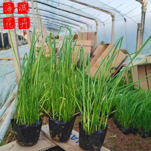景区绿化狼尾草种植基地  园林绿化草花批发