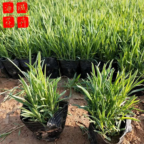 济宁地被石竹种植基地  园林绿化时令花卉批发