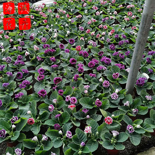 大岩桐青州花卉 绿化苗木时令草花